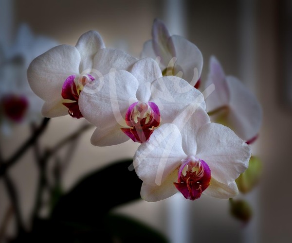 ITALY Orchids